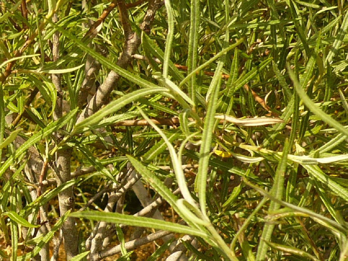 Salix elaeagnos (Salicaceae)